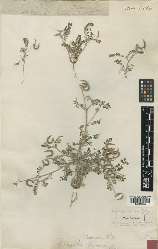 Astragalus reduncus Pall. - BM000750998