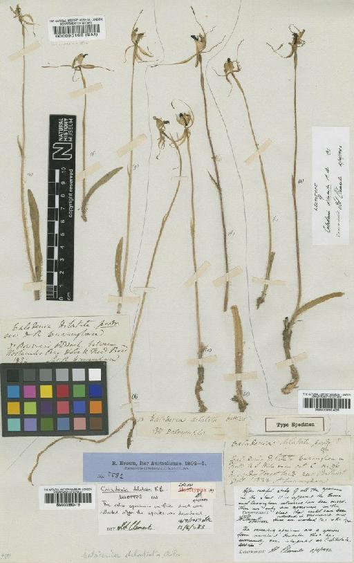 Caladenia dilatata R.Br. - BM000990419