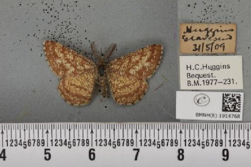 Ematurga atomaria (Linnaeus, 1758) - BMNHE_1914768_487081