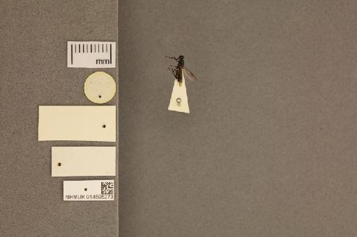 Nothomyia bicolor Hollis, 1962 - 014595273_labels_ventral