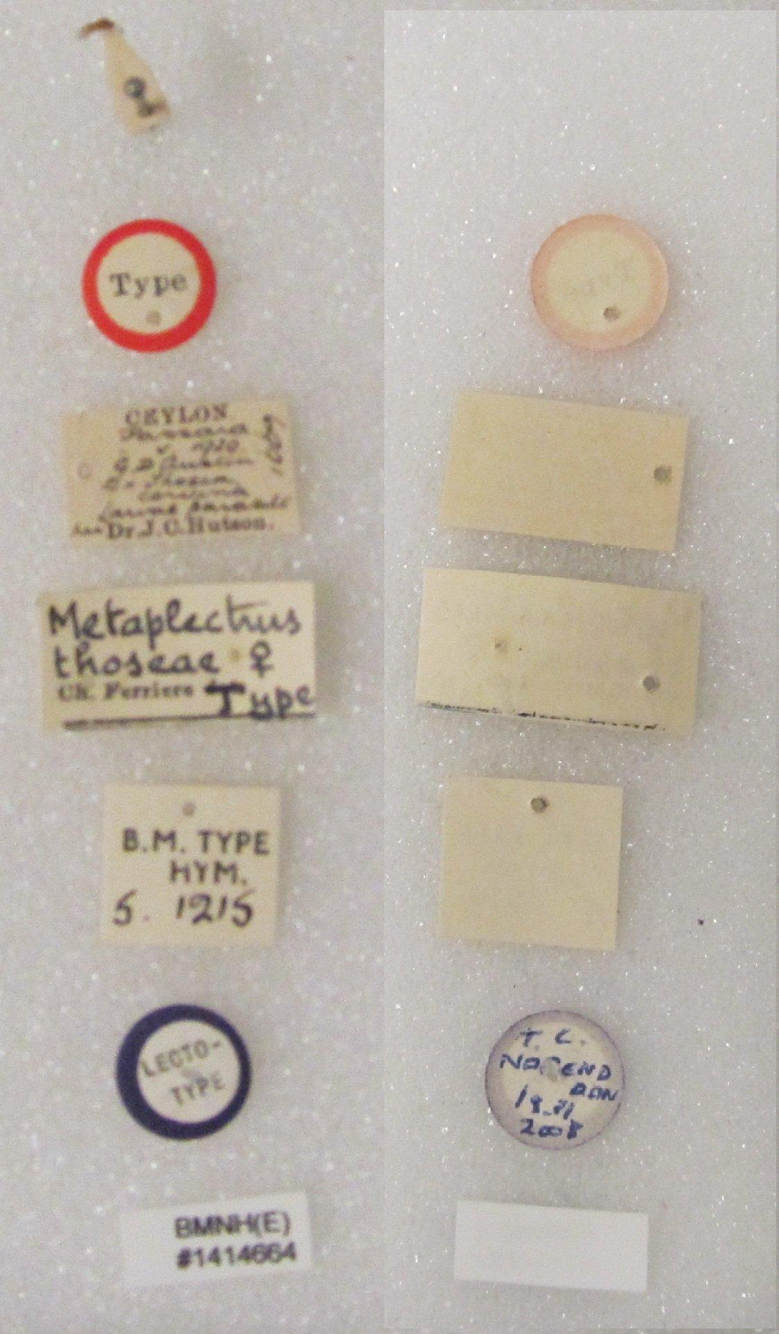 Metaplectrus