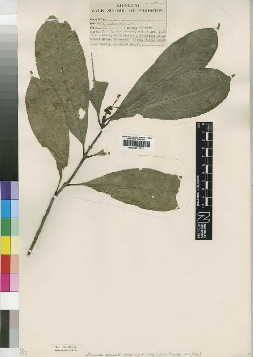 Chassalia elongata Hutch. & Dalziel - BM000811737