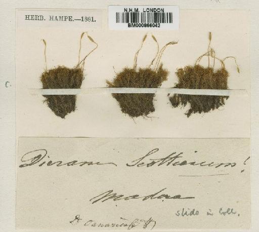 Dicranum scottianum Turner - BM000866042