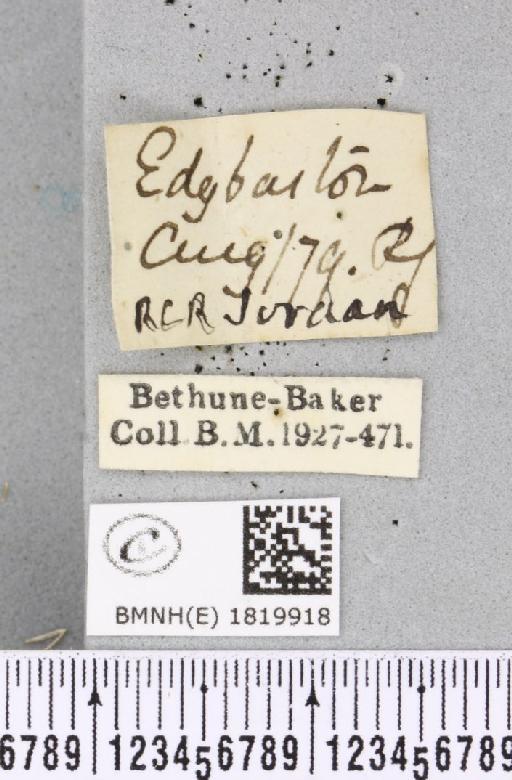 Eupithecia vulgata (Haworth, 1809) - BMNHE_1819918_label_392470