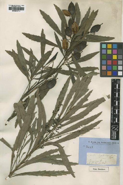 Lomatia longifolia R.Br. - BM000915716