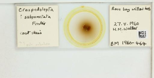 Craspedolepta subpunctata Foerster, 1848 - 012816265__