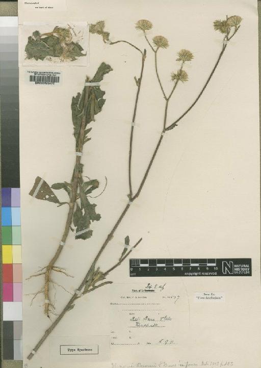Vernonia acuminatissima Moore - BM000629471