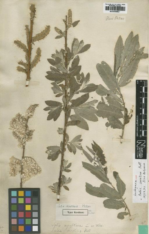 Salix serotina Pall. - BM000906621