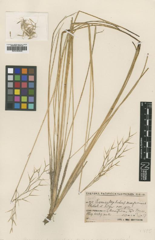 Bromus masafueranus Skottsb. & Pilg. - BM000938580