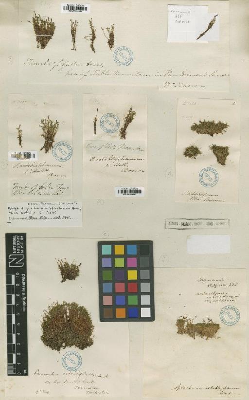 Tayloria octoblepharum (Hook.) Mitt. - BM000982992_a