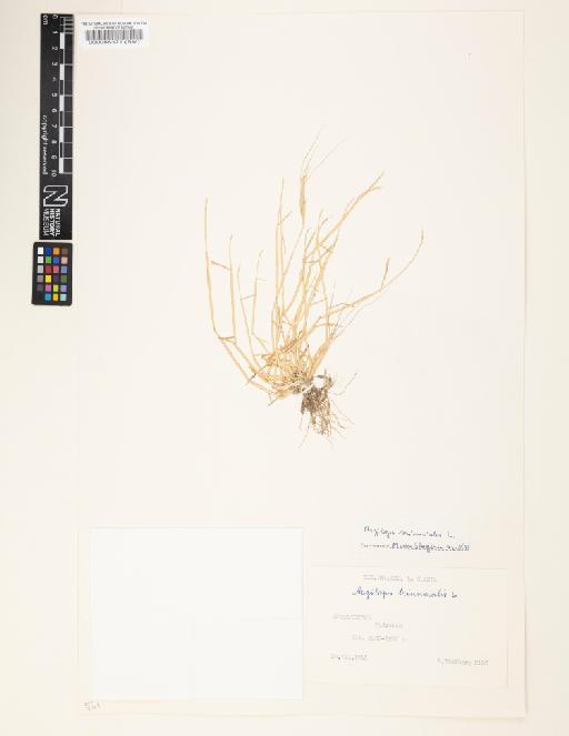 Aegilops triuncialis L. - 000086372