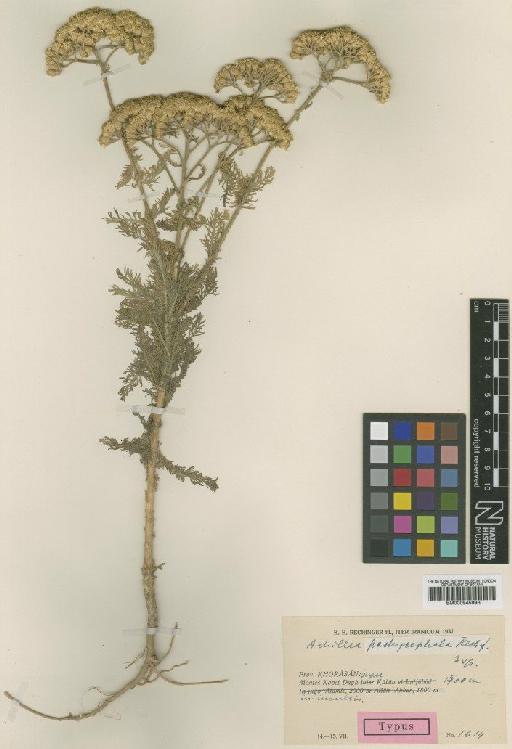 Achillea pachycephala Rech.f. - BM000945993