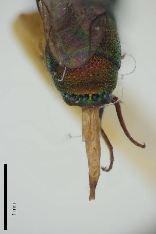 Chrysis turneriella Bohart, 1990 - Chrysis_turneri-BMNH(E)#970923_type-distal-4X