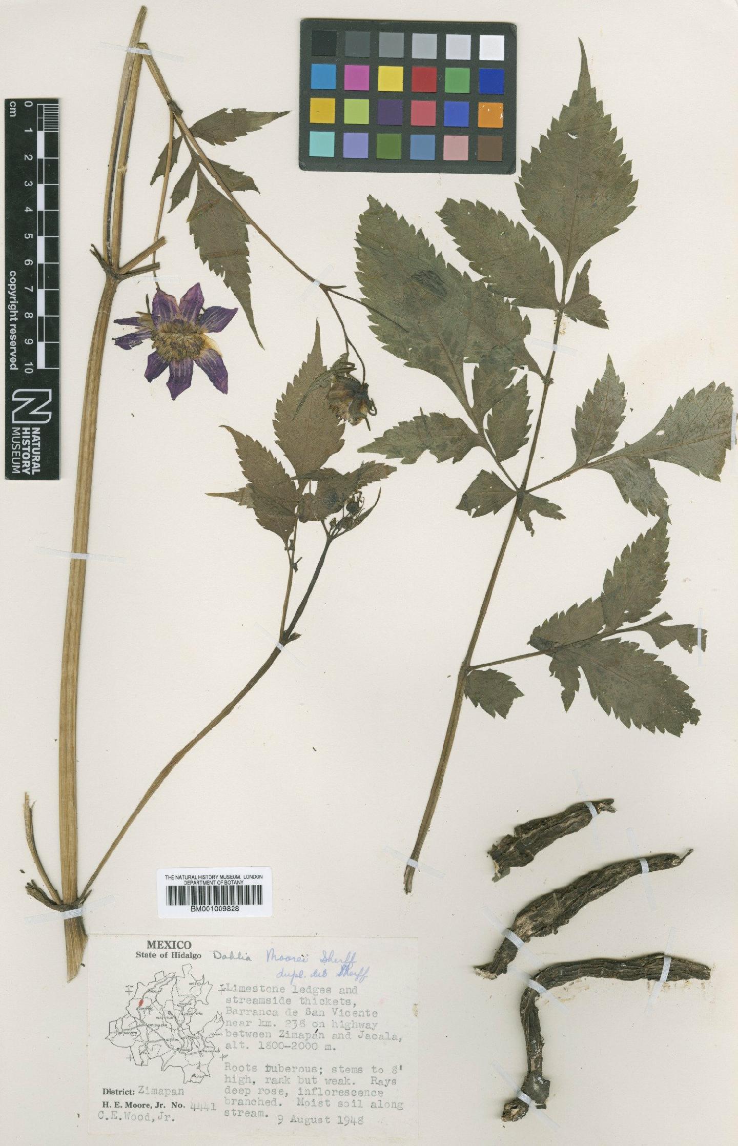 To NHMUK collection (Dahlia moorei Sherff; Isotype; NHMUK:ecatalogue:622345)
