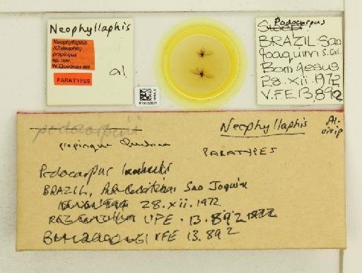 Neophyllaphis propinqua Quednau, 2010 - 015322821_112851_1095345_157792_Type