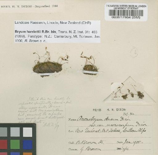 Anomobryum harriottii (R.Br.bis) Dixon - BM000517964