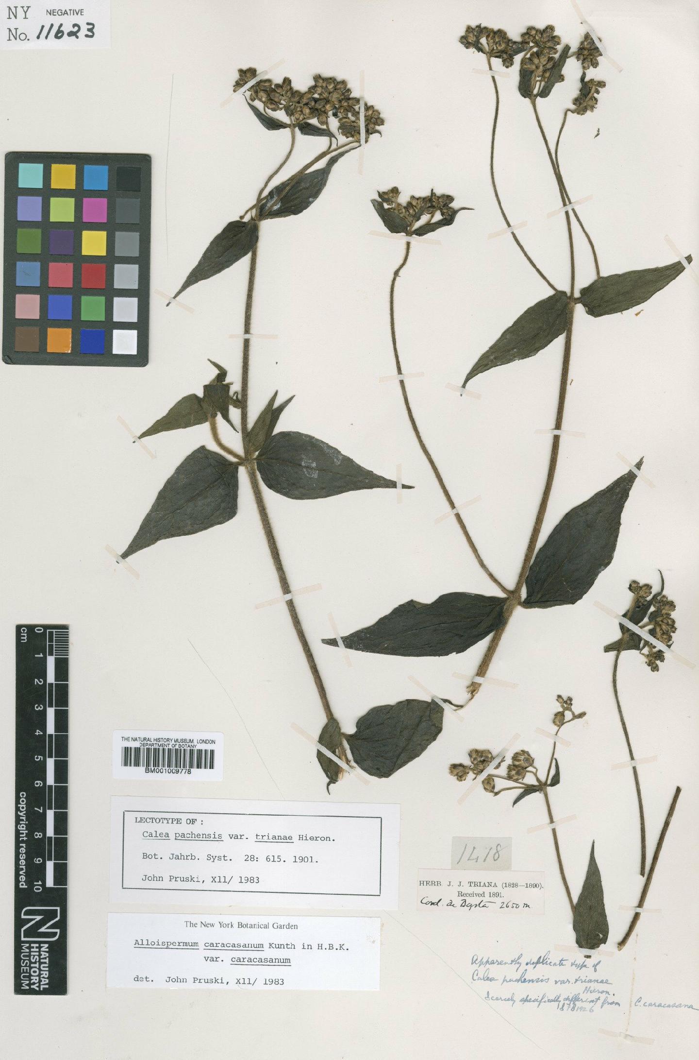 To NHMUK collection (Alloispermum caracasanum (Kunth) H.Rob.; Lectotype; NHMUK:ecatalogue:621340)