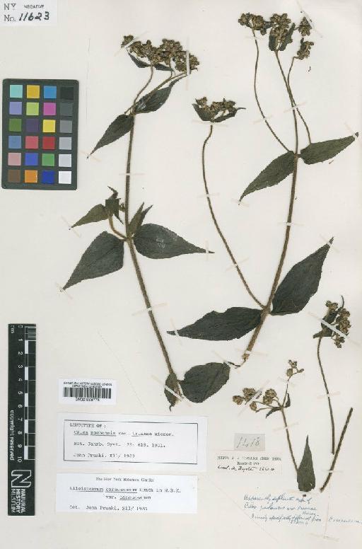 Alloispermum caracasanum (Kunth) H.Rob. - BM001009778