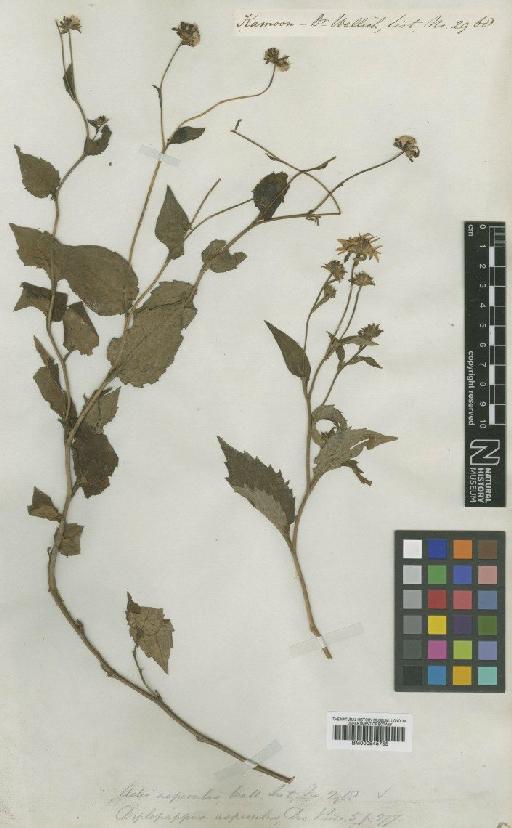 Aster peduncularis Wall. ex Nees - BM000945755