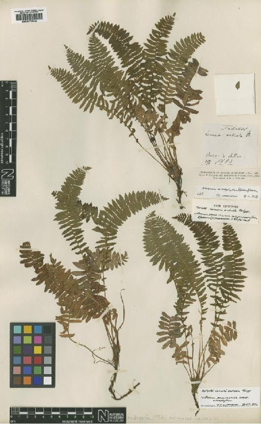 Blechnum penna-marina var. boliviana (Rosenst. ex Looser) - BM000769836