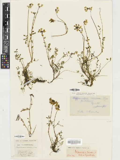 Hippocrepis comosa L. - BM001036160