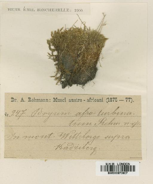 Bryum pseudotriquetrum (Hedw.) P.Gaertn., B.Mey. & Scherb. - BM000870807