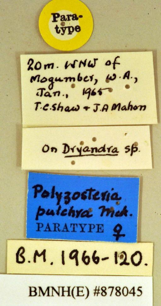 Polyzosteria pulchra Mackerras, 1965 - Polyzosteria pulchra Mackerras, 1965, female, paratype, labels. Photographer: Heidi Hopkins. BMNH(E)#878045