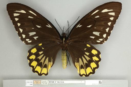 Ornithoptera croesus croesus Wallace, 1859 - 013604989__