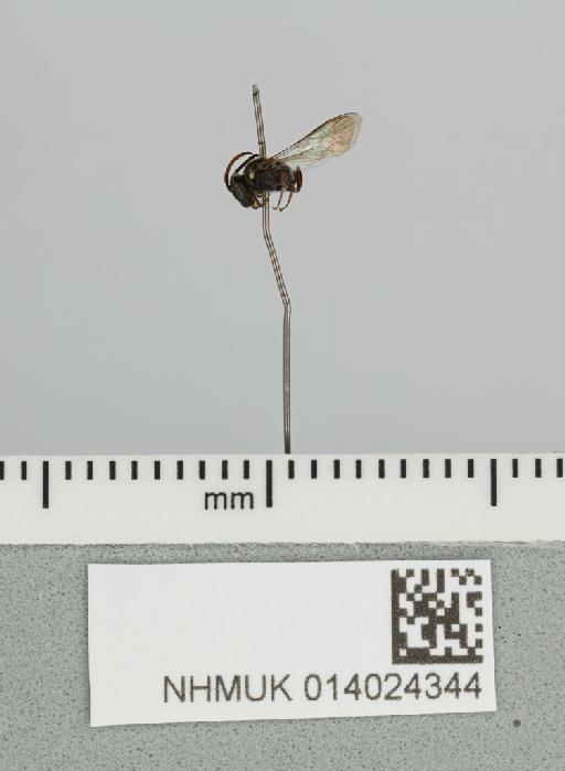 Hylaeus benguetensis Cockerell, 1919 - 014024344__-