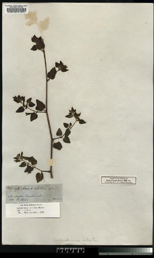 Salpichroa alatum - Spruce - BM000072870