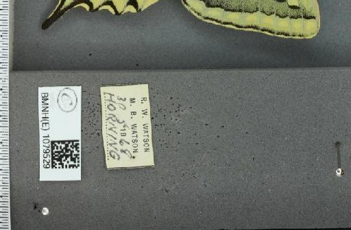 Papilio machaon britannicus Seitz, 1907 - BMNHE_1079529_label_64916