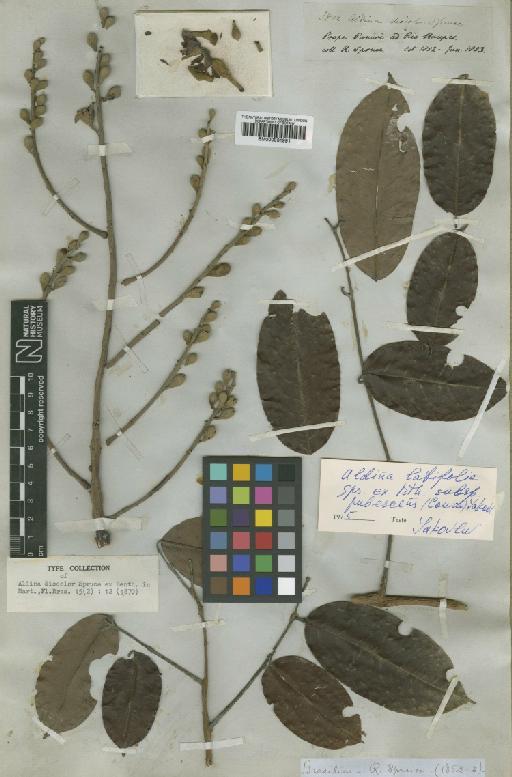 Aldina latifolia subsp. pubescens (Cowan) Yakovlu - BM000931991