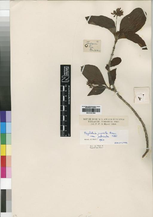 Psychotria pumila Hiern - BM000903596