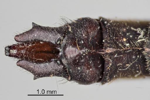 Macromia aculeata Fraser, 1927 - Macromia_aculeata-BMNHE_1242049-holotype-dorsal-anal_appendage-2.0x