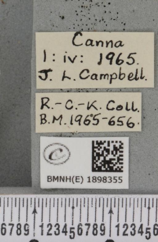 Lycia zonaria atlantica (Harrison, 1938) - BMNHE_1898355_label_491227