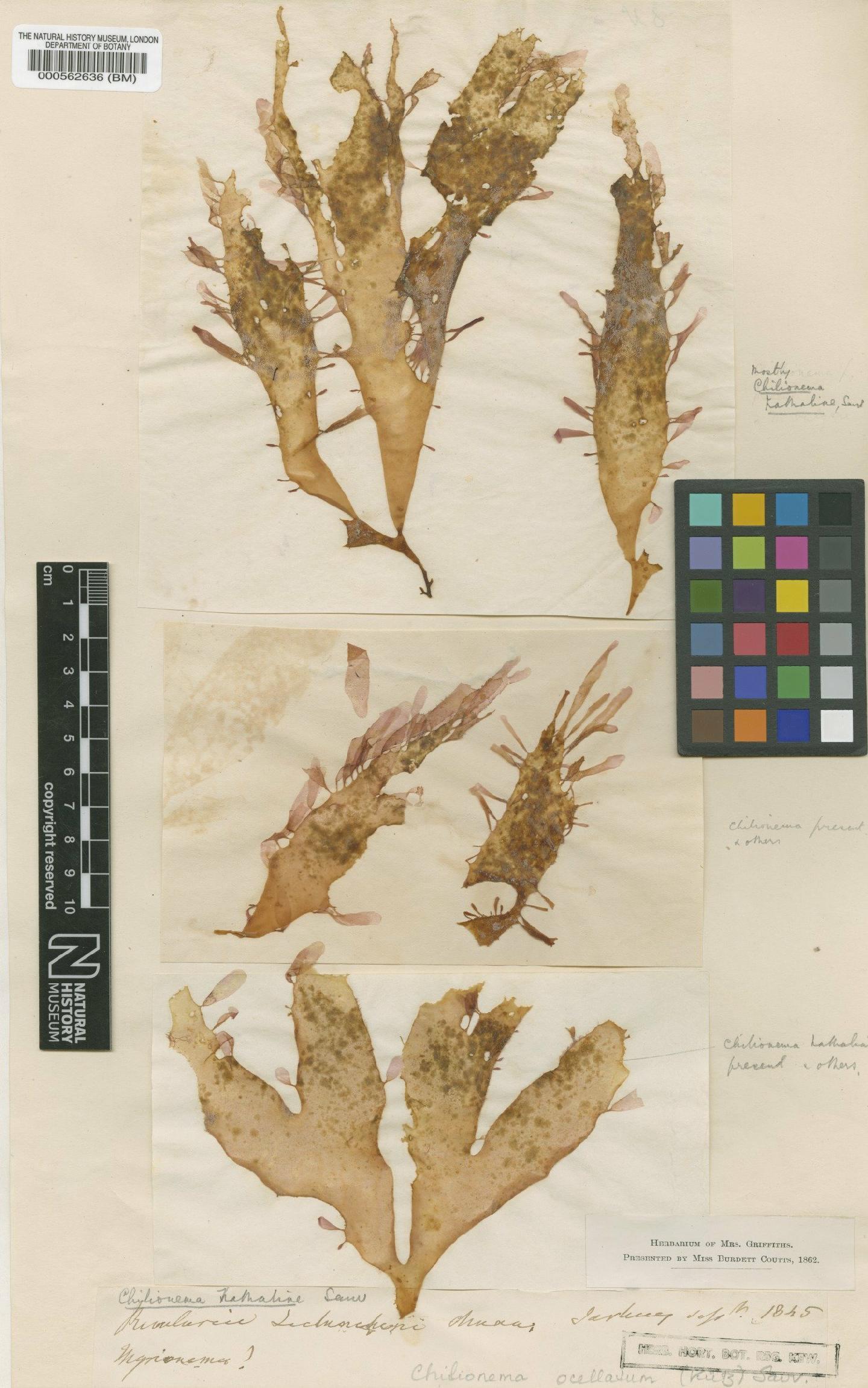 To NHMUK collection (Chilionema ocellatum (K�tz.) Kornmann; TYPE; NHMUK:ecatalogue:4721157)