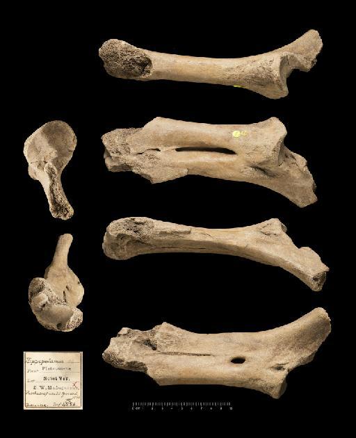 Hippopotamus lemerlei Grandidier in Milne Edwards, 1868 - NHMUK PV M 98250