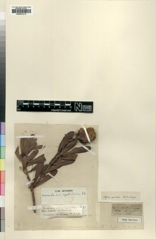 Leucadendron arcuatum (Lam.) I.Williams - BM000910618