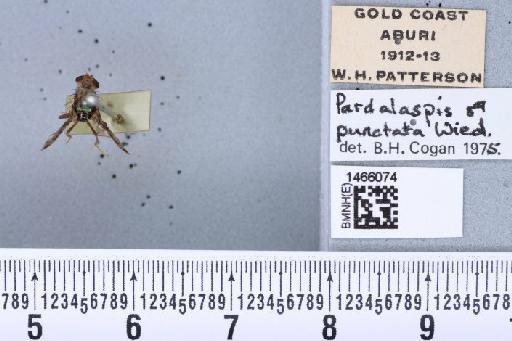 Ceratitis (Pardalaspis) punctata (Wiedemann, 1824) - BMNHE_1466074_40256