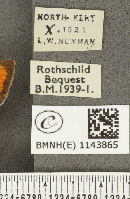 Lycaena phlaeas eleus ab. parvipuncta Strand, 1902 - BMNHE_1143865_label_108327