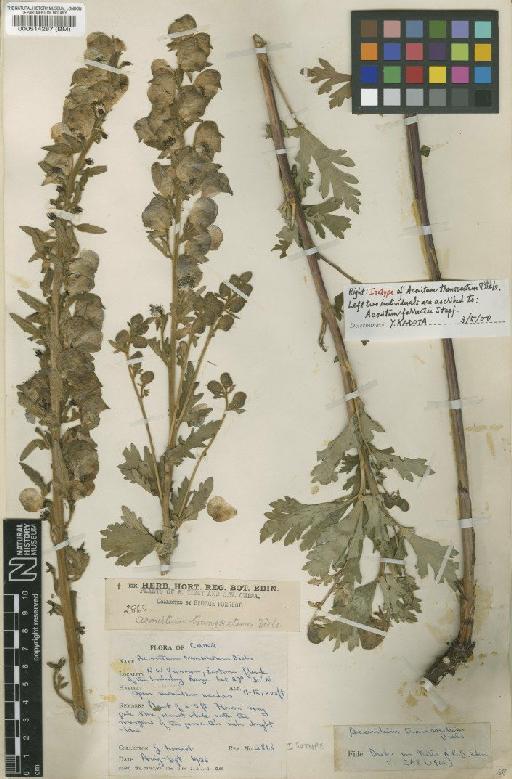 Aconitum transsectum Diels - BM000514287