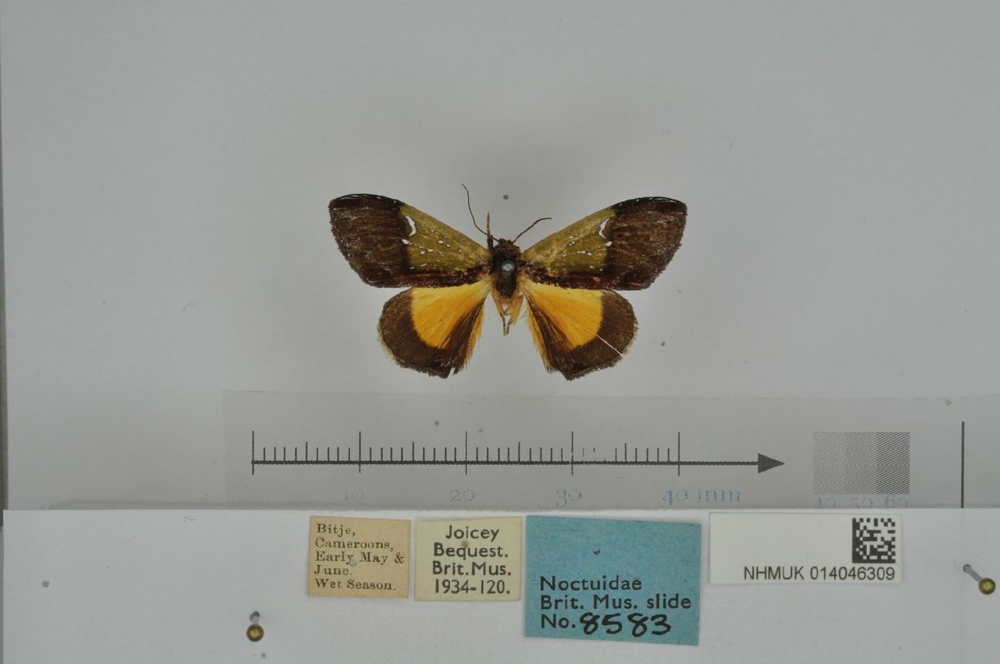 Tuerta