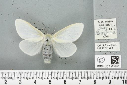 Leucoma salicis (Linnaeus, 1758) - BMNHE_1559664_250783
