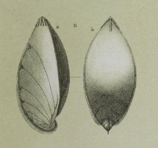 Cristellaria latifrons Brady, 1884 - ZF1336_113_11_Saracenaria_latifrons.jpg