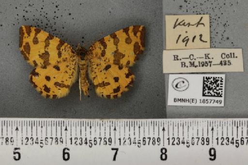 Pseudopanthera macularia (Linnaeus, 1758) - BMNHE_1857749_429530