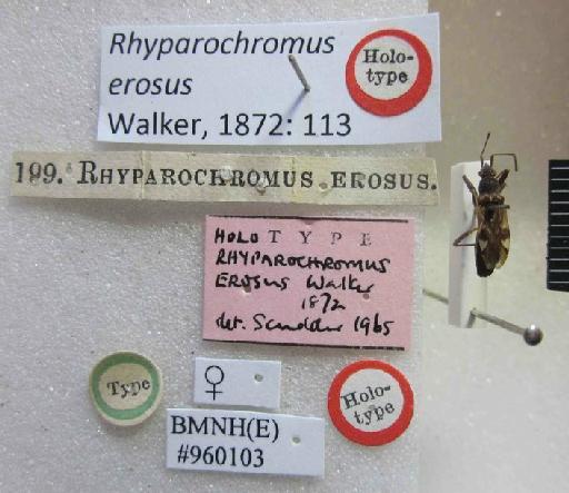 Rhyparochromus erosus Walker, 1872 - Rhyparochromus erosus-BMNH(E)960103-Holotype female_Labels