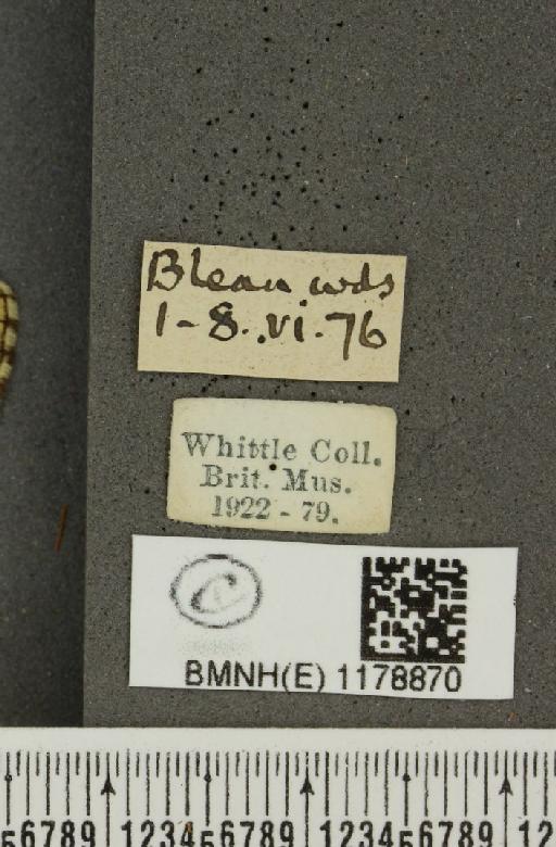 Melitaea athalia ab. flavoelongata Caruel, 1944 - BMNHE_1178870_label_56552