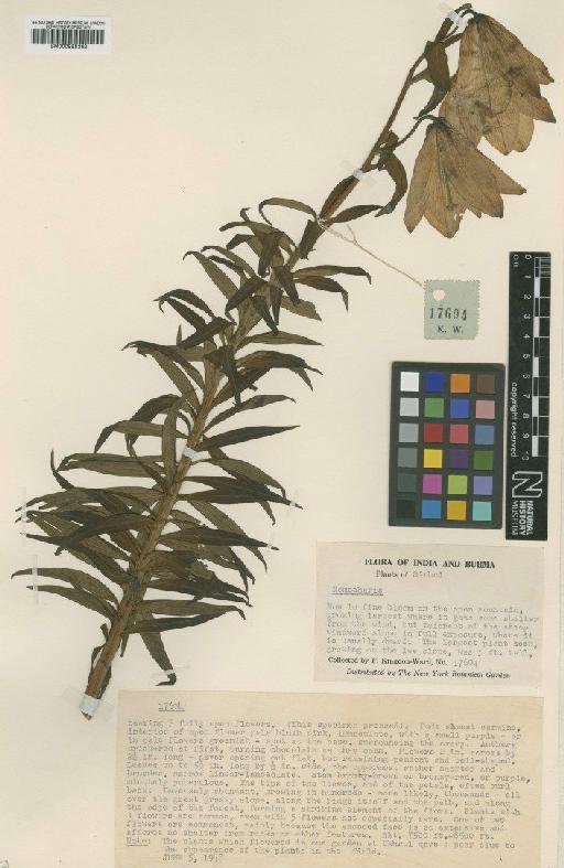 Lilium mackliniae Sealy - BM000958362