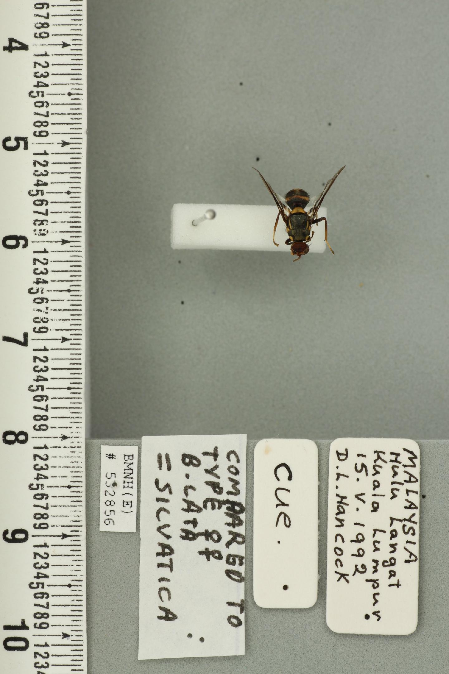 Bactrocera lata