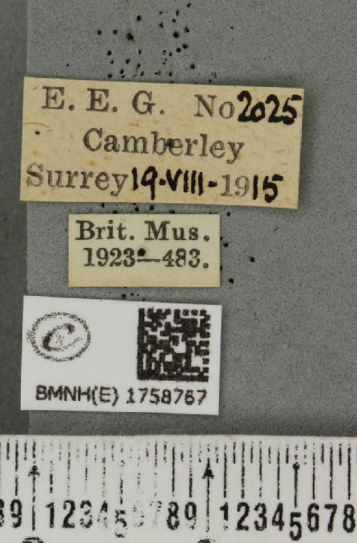 Idaea aversata (Linnaeus, 1758) - BMNHE_1758767_label_321941